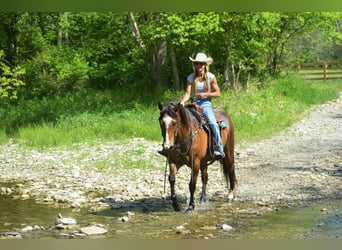 caballo de tiro, Caballo castrado, 16 años, 155 cm, Castaño-ruano