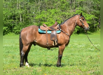 caballo de tiro, Caballo castrado, 16 años, 155 cm, Castaño-ruano