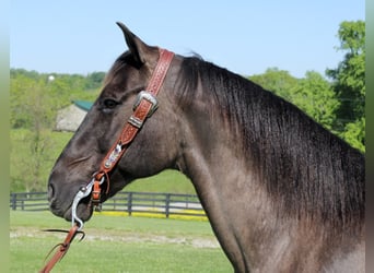 caballo de tiro, Caballo castrado, 16 años, 155 cm, Grullo