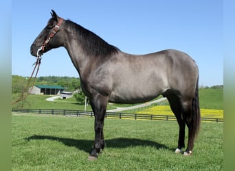 caballo de tiro, Caballo castrado, 16 años, 155 cm, Grullo