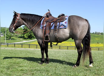 caballo de tiro, Caballo castrado, 16 años, 155 cm, Grullo