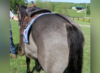 caballo de tiro, Caballo castrado, 16 años, 155 cm, Grullo