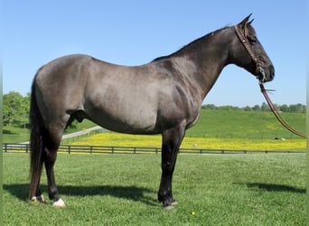 caballo de tiro, Caballo castrado, 16 años, 155 cm, Grullo