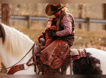 caballo de tiro Mestizo, Caballo castrado, 16 años, 163 cm