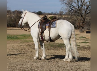 caballo de tiro, Caballo castrado, 17 años, 150 cm, Tordo