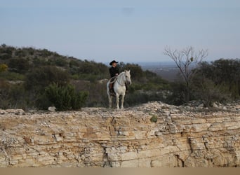 caballo de tiro, Caballo castrado, 17 años, 150 cm, Tordo