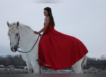 caballo de tiro, Caballo castrado, 18 años, 150 cm, Tordo