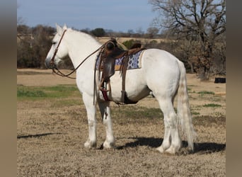 caballo de tiro, Caballo castrado, 18 años, 150 cm, Tordo