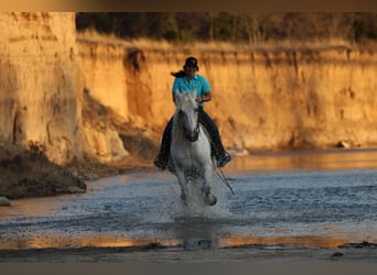 caballo de tiro, Caballo castrado, 18 años, 150 cm, Tordo