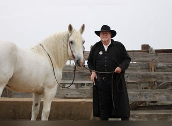 caballo de tiro, Caballo castrado, 18 años, 150 cm, Tordo