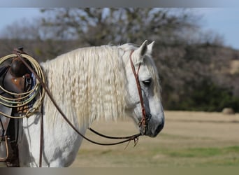 caballo de tiro, Caballo castrado, 18 años, 150 cm, Tordo