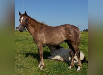 caballo de tiro, Caballo castrado, 1 año, 168 cm, Alazán-tostado