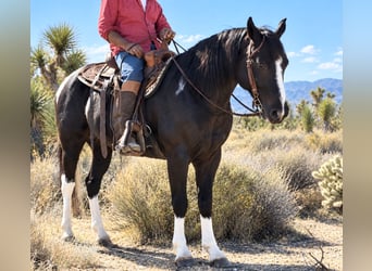 caballo de tiro Mestizo, Caballo castrado, 26 años, Tobiano-todas las-capas
