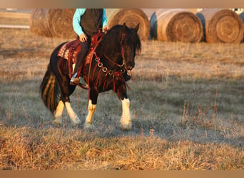 caballo de tiro Mestizo, Caballo castrado, 3 años, 152 cm