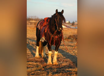 caballo de tiro Mestizo, Caballo castrado, 3 años, 152 cm