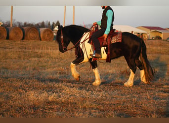 caballo de tiro Mestizo, Caballo castrado, 3 años, 152 cm