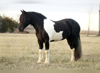 caballo de tiro Mestizo, Caballo castrado, 3 años, 152 cm