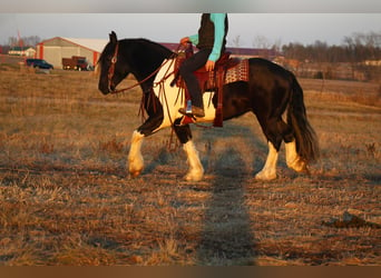 caballo de tiro Mestizo, Caballo castrado, 3 años, 152 cm