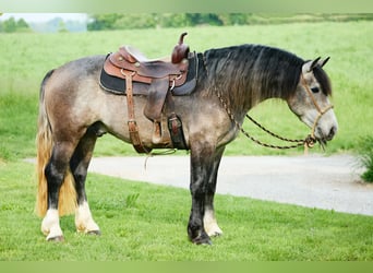 caballo de tiro, Caballo castrado, 3 años, 155 cm, Porcelana