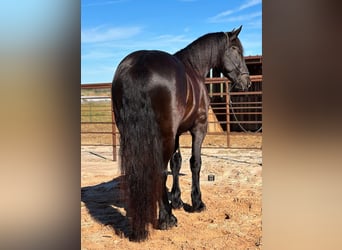 caballo de tiro, Caballo castrado, 3 años, 157 cm, Negro