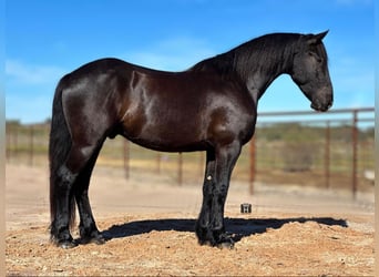 caballo de tiro, Caballo castrado, 3 años, 157 cm, Negro