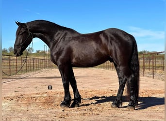 caballo de tiro, Caballo castrado, 3 años, 157 cm, Negro