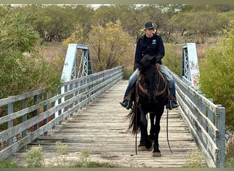 caballo de tiro, Caballo castrado, 3 años, 157 cm, Negro