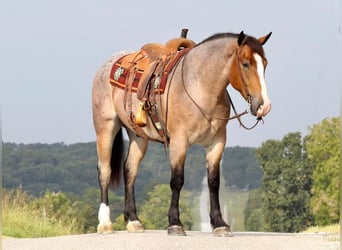 caballo de tiro Mestizo, Caballo castrado, 3 años, 160 cm, Castaño-ruano