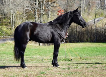 caballo de tiro, Caballo castrado, 3 años, 163 cm, Negro