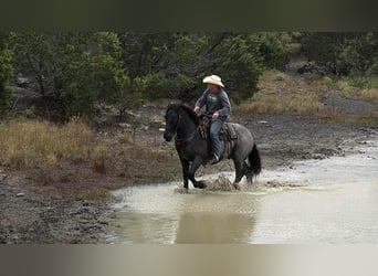 caballo de tiro, Caballo castrado, 3 años, 163 cm, Ruano azulado