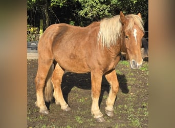 caballo de tiro, Caballo castrado, 3 años, 165 cm, Castaño