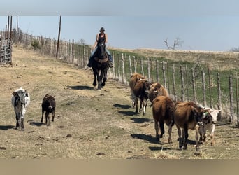 caballo de tiro, Caballo castrado, 3 años, 170 cm, Negro