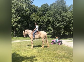 caballo de tiro, Caballo castrado, 3 años, 170 cm, Ruano alazán