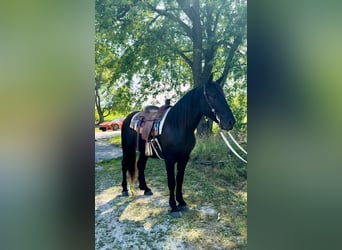 caballo de tiro, Caballo castrado, 3 años, 173 cm, Negro