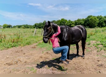 caballo de tiro, Caballo castrado, 3 años, 173 cm, Negro