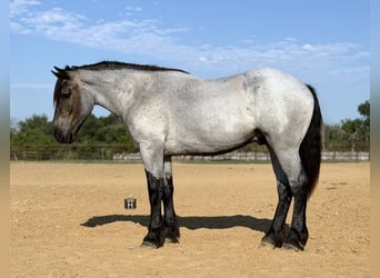 caballo de tiro Mestizo, Caballo castrado, 3 años, 173 cm, Ruano azulado