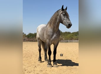caballo de tiro Mestizo, Caballo castrado, 3 años, 173 cm, Tordo