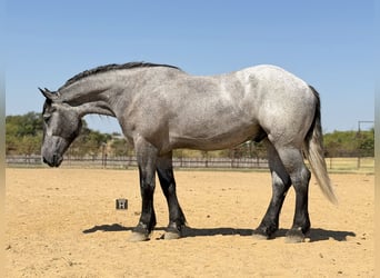 caballo de tiro Mestizo, Caballo castrado, 3 años, 173 cm, Tordo