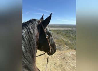 caballo de tiro, Caballo castrado, 3 años, 178 cm, Negro