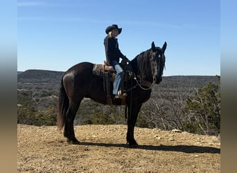 caballo de tiro, Caballo castrado, 3 años, 178 cm, Negro