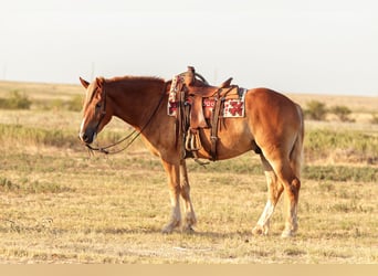 caballo de tiro Mestizo, Caballo castrado, 3 años, Alazán rojizo
