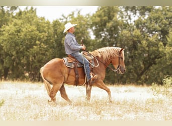 caballo de tiro Mestizo, Caballo castrado, 3 años, Alazán rojizo