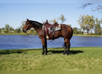 caballo de tiro Mestizo, Caballo castrado, 3 años, Castaño rojizo