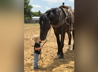 caballo de tiro Mestizo, Caballo castrado, 3 años, Negro