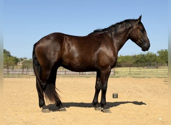 caballo de tiro Mestizo, Caballo castrado, 3 años, Negro