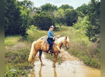 caballo de tiro Mestizo, Caballo castrado, 3 años, Palomino