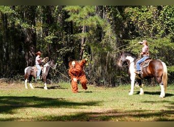 caballo de tiro Mestizo, Caballo castrado, 3 años, Pío