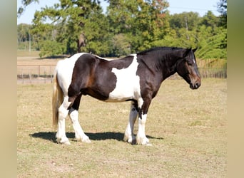 caballo de tiro Mestizo, Caballo castrado, 3 años, Pío