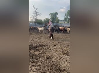 caballo de tiro Mestizo, Caballo castrado, 3 años, Ruano azulado