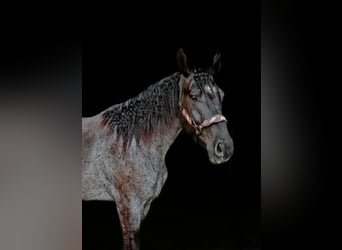 caballo de tiro Mestizo, Caballo castrado, 3 años, Ruano azulado